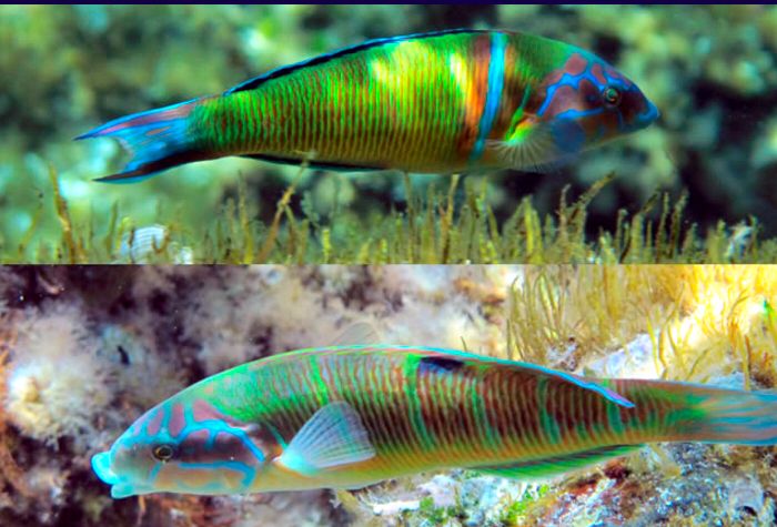 Thalassoma pavo_00006